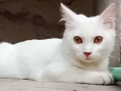 Male Persian Cat White