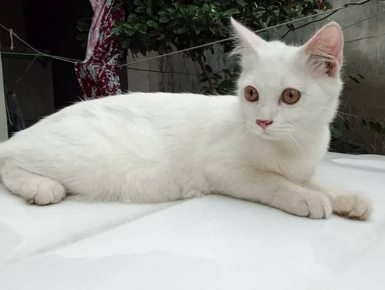 Male Persian Cat White 1