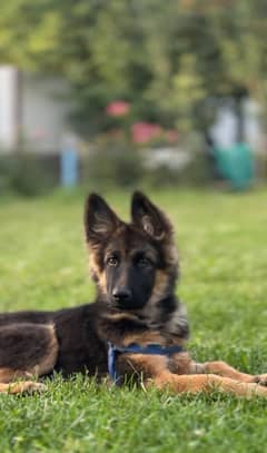 German Shepherd