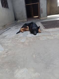 GSD long cort female