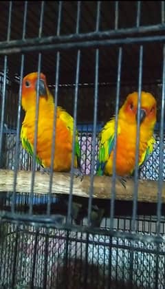 sunconure