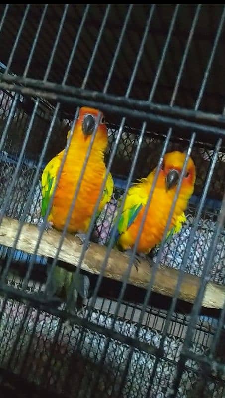 sunconure breeder pair 03156376925 1