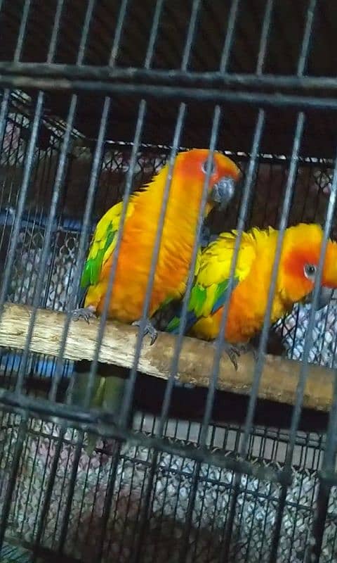 sunconure breeder pair 03156376925 2