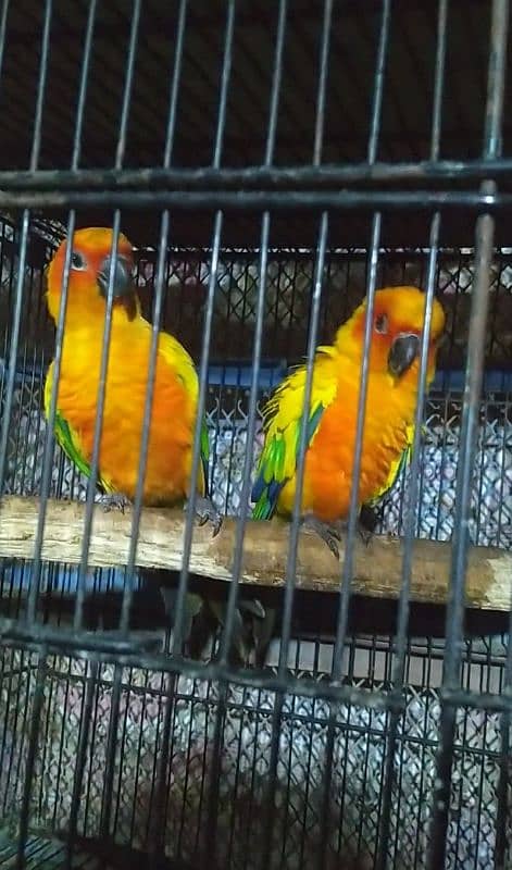 sunconure breeder pair 03156376925 3