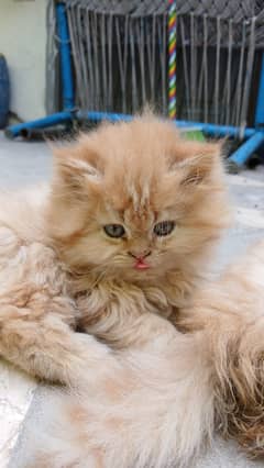 Persian Kittens for sale