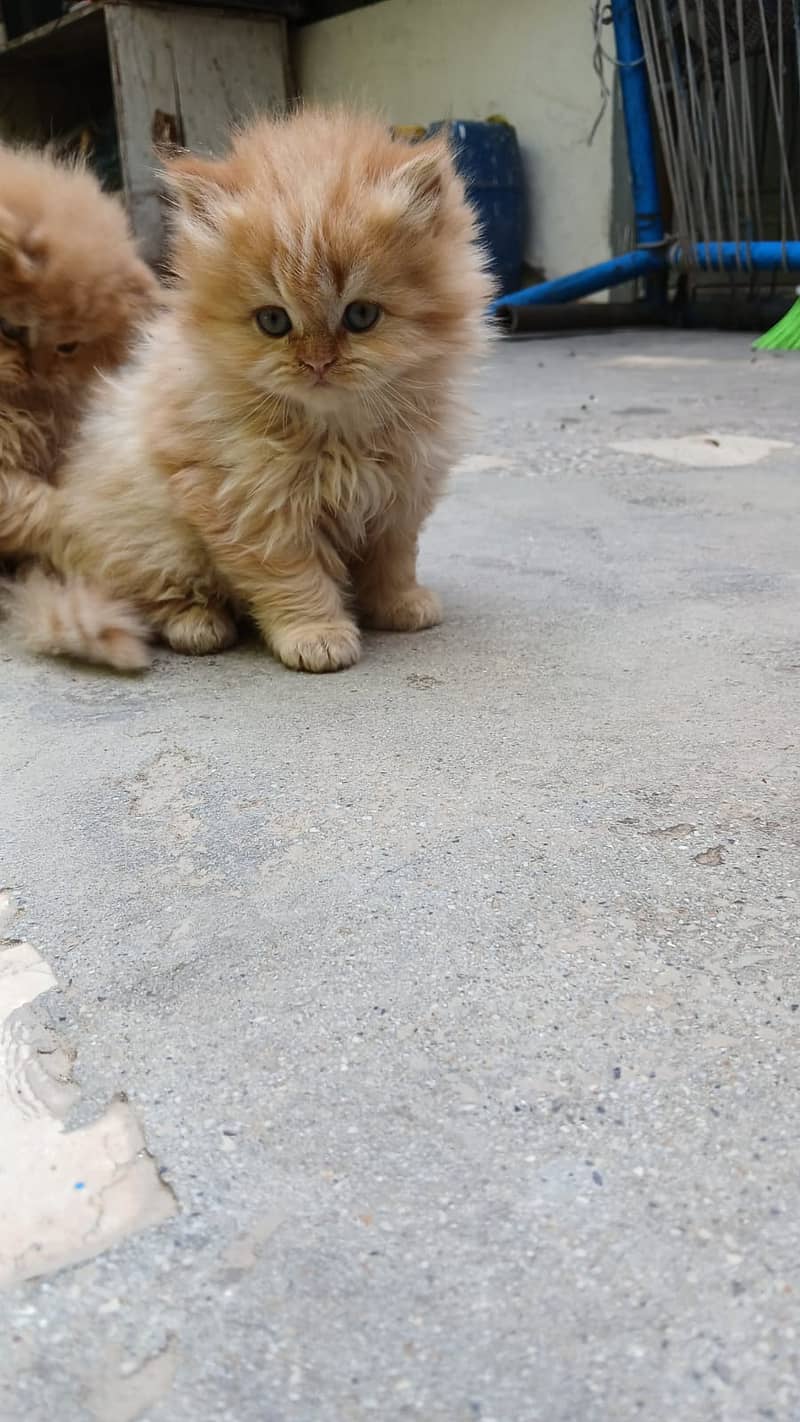 Persian Kittens for sale 1