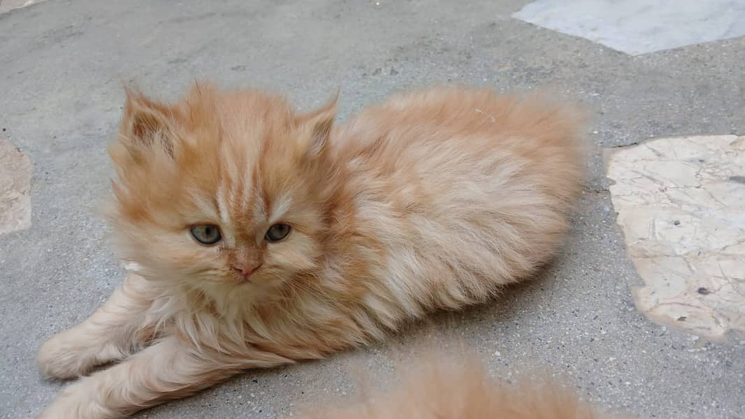 Persian Kittens for sale 2