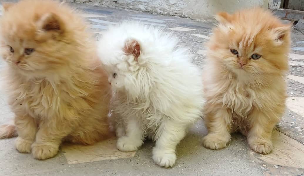 Persian Kittens for sale 3