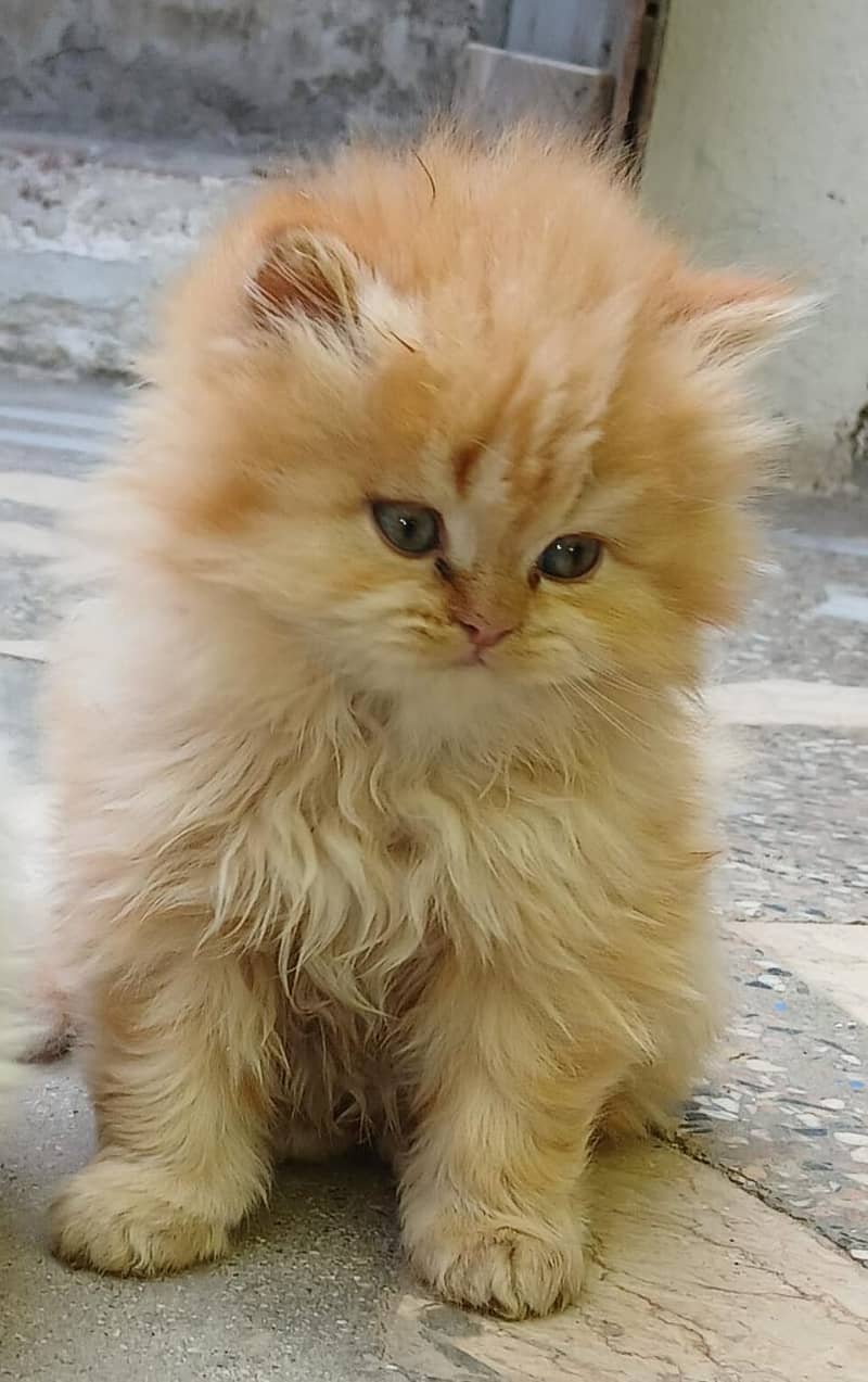 Persian Kittens for sale 4