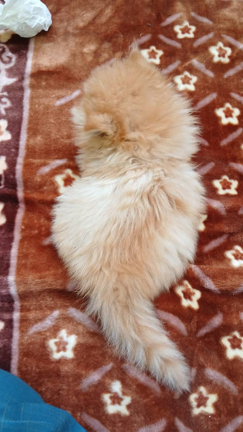 Persian Kittens for sale 5