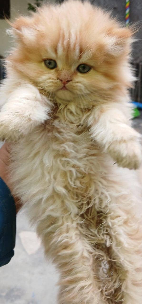 Persian Kittens for sale 6