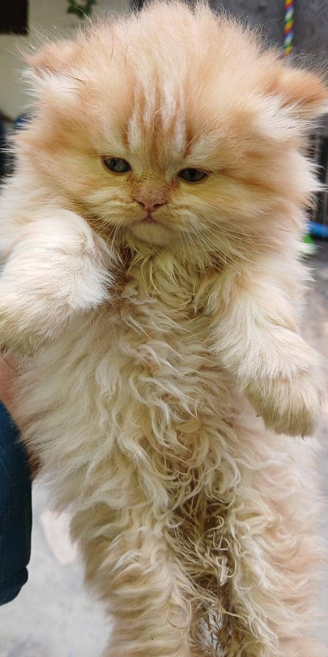 Persian Kittens for sale 7