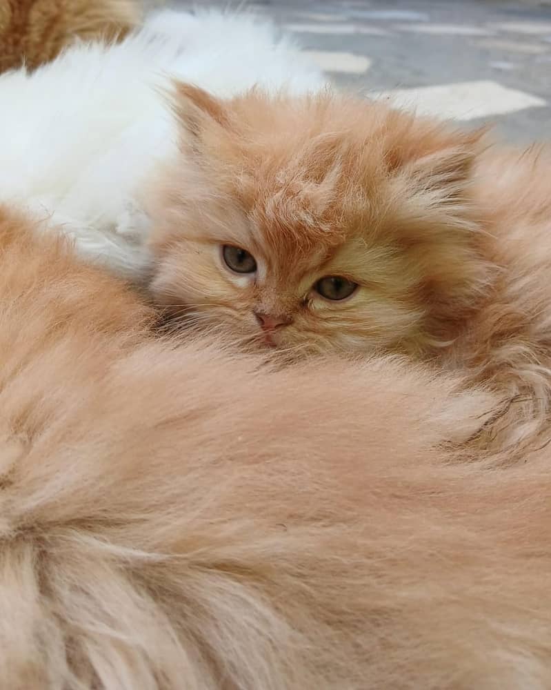 Persian Kittens for sale 8