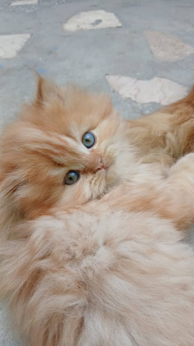 Persian Kittens for sale 9