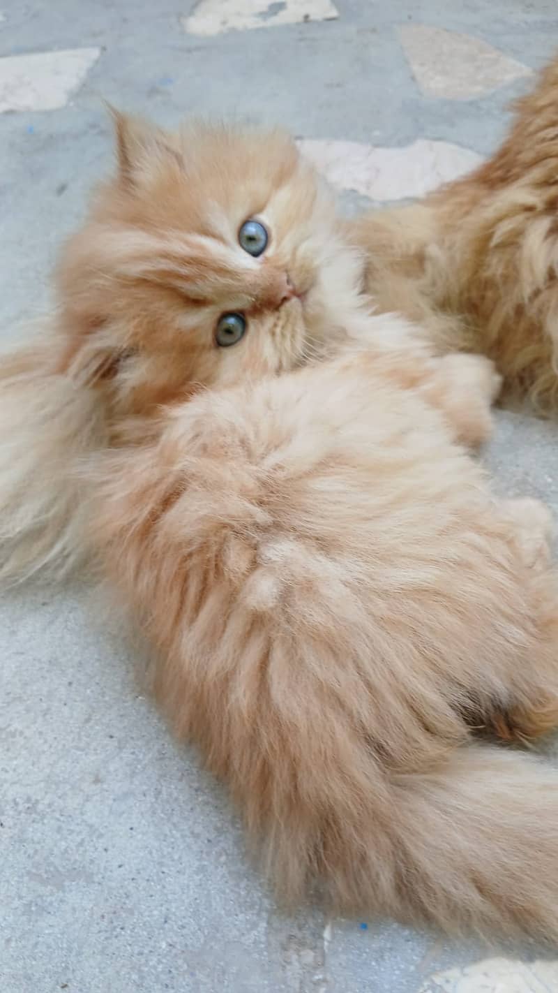 Persian Kittens for sale 10