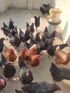 egg Laying  Lohamblack female available