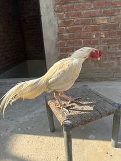 Selling my Heera pair (egg lying hen)