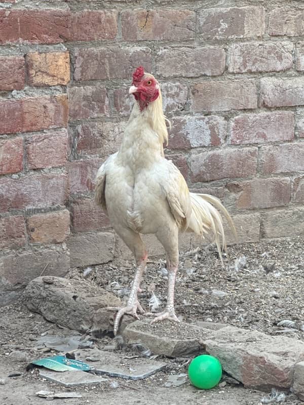 Selling my Heera pair (egg lying hen) 2