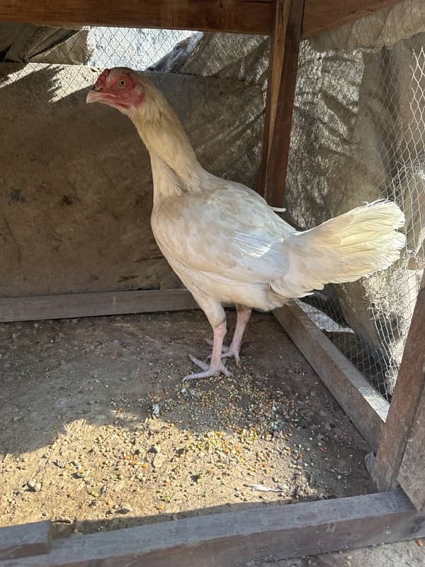 Selling my Heera pair (egg lying hen) 3