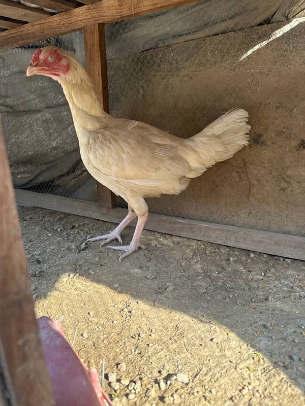 Selling my Heera pair (egg lying hen) 5