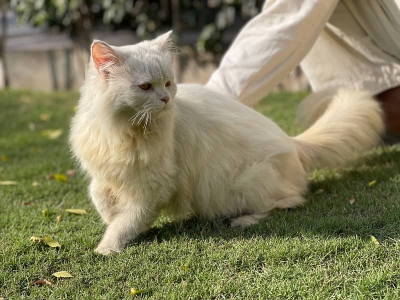 friendly premium persian cat 0