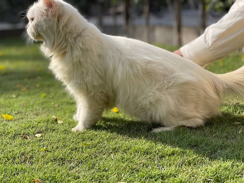 friendly premium persian cat 1