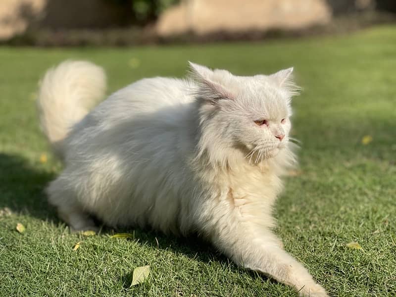 friendly premium persian cat 2