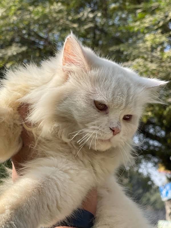 friendly premium persian cat 3