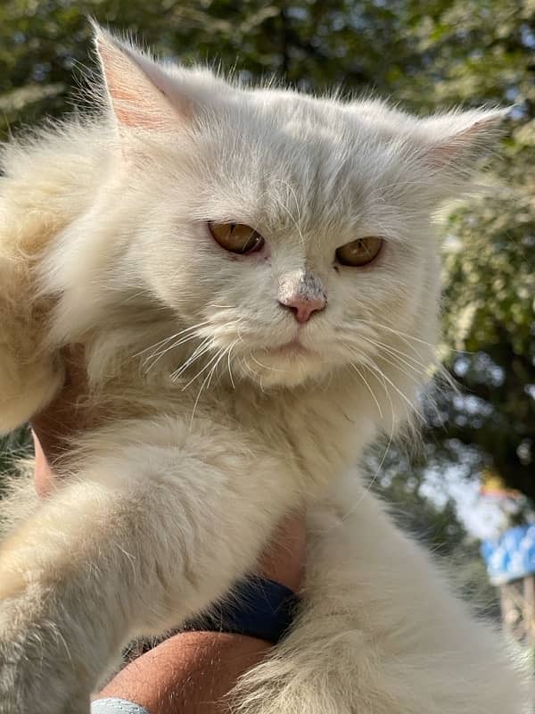 friendly premium persian cat 4