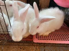 male female both angoora rabbit are available top quality breed