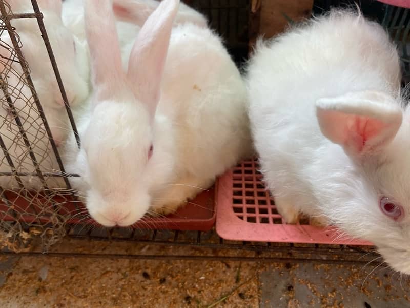 male female both angoora rabbit are available top quality breed 1