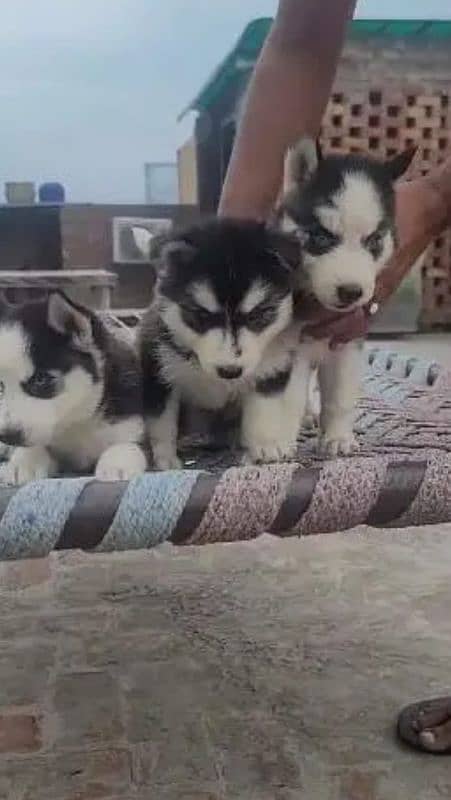 Husky puppies, Siberian husky puppies Available for sale 0