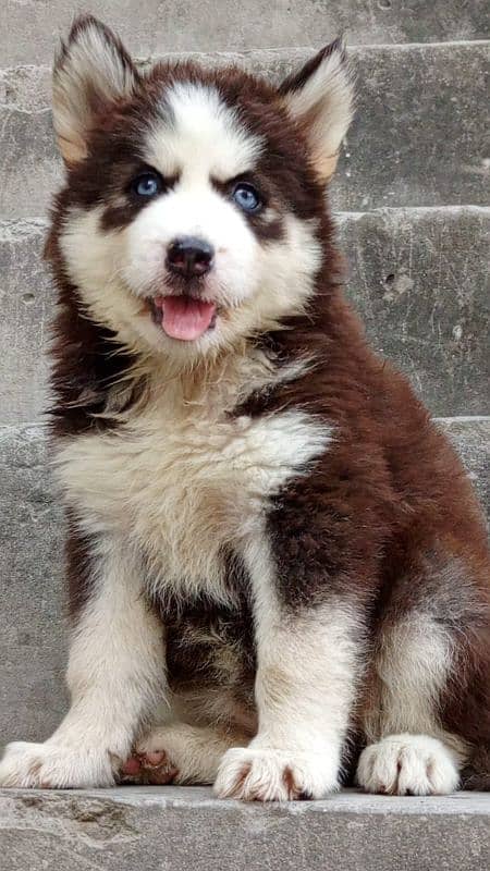 Husky puppies, Siberian husky puppies Available for sale 1