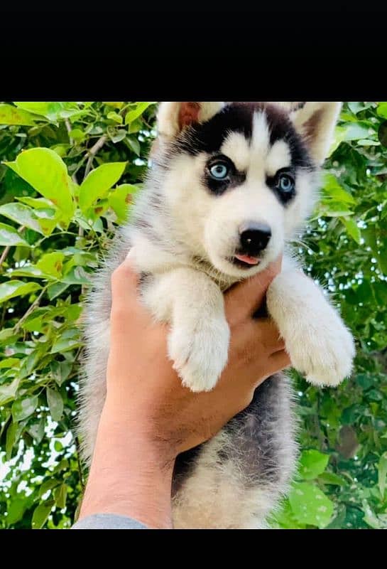 Husky puppies, Siberian husky puppies Available for sale 2