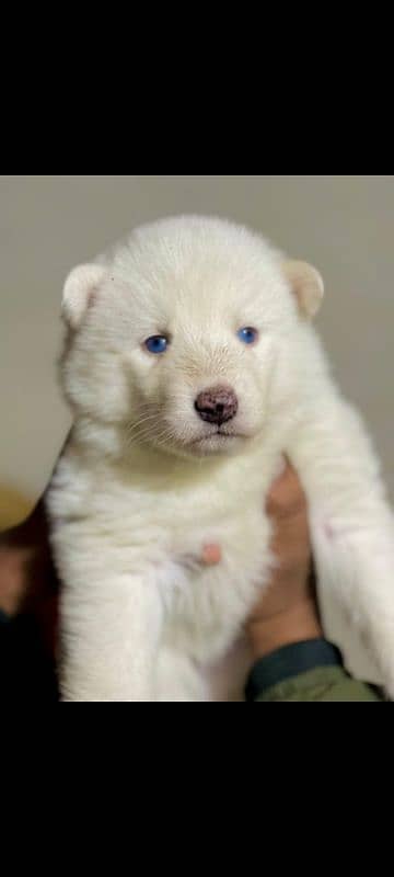 Husky puppies, Siberian husky puppies Available for sale 4