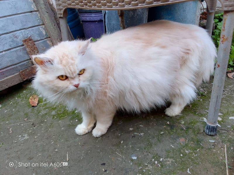 Persian cats tripple coated 0