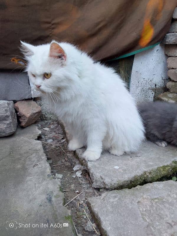 Persian cats tripple coated 1