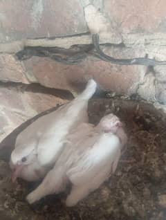 Red Eyes pure white Khumre For sale