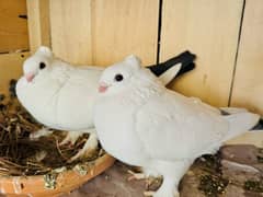 Senti breeder pair wirh chick