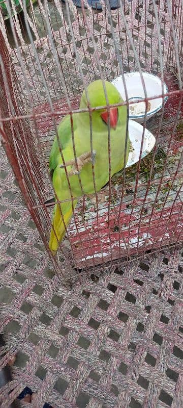 green parrot ha 1