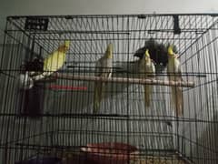 breeder pair garay and yellow pair