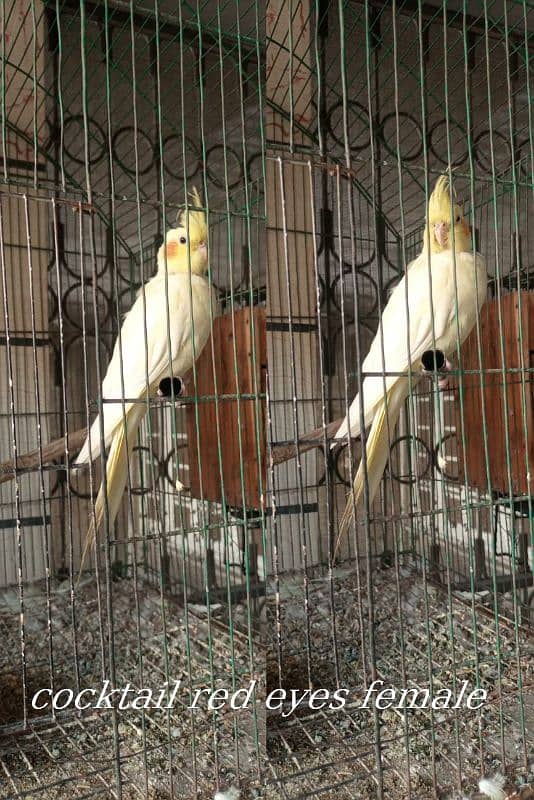 breeder common white female red eyes whatsap num 0.3. 1.3. 0.4. 0.6. 7.5. 2 0