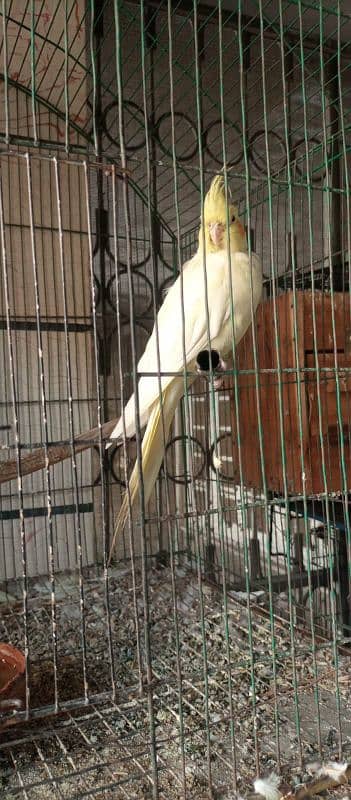 breeder common white female red eyes whatsap num 0.3. 1.3. 0.4. 0.6. 7.5. 2 2