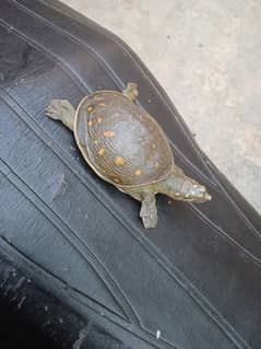 Green Turtle For Sale