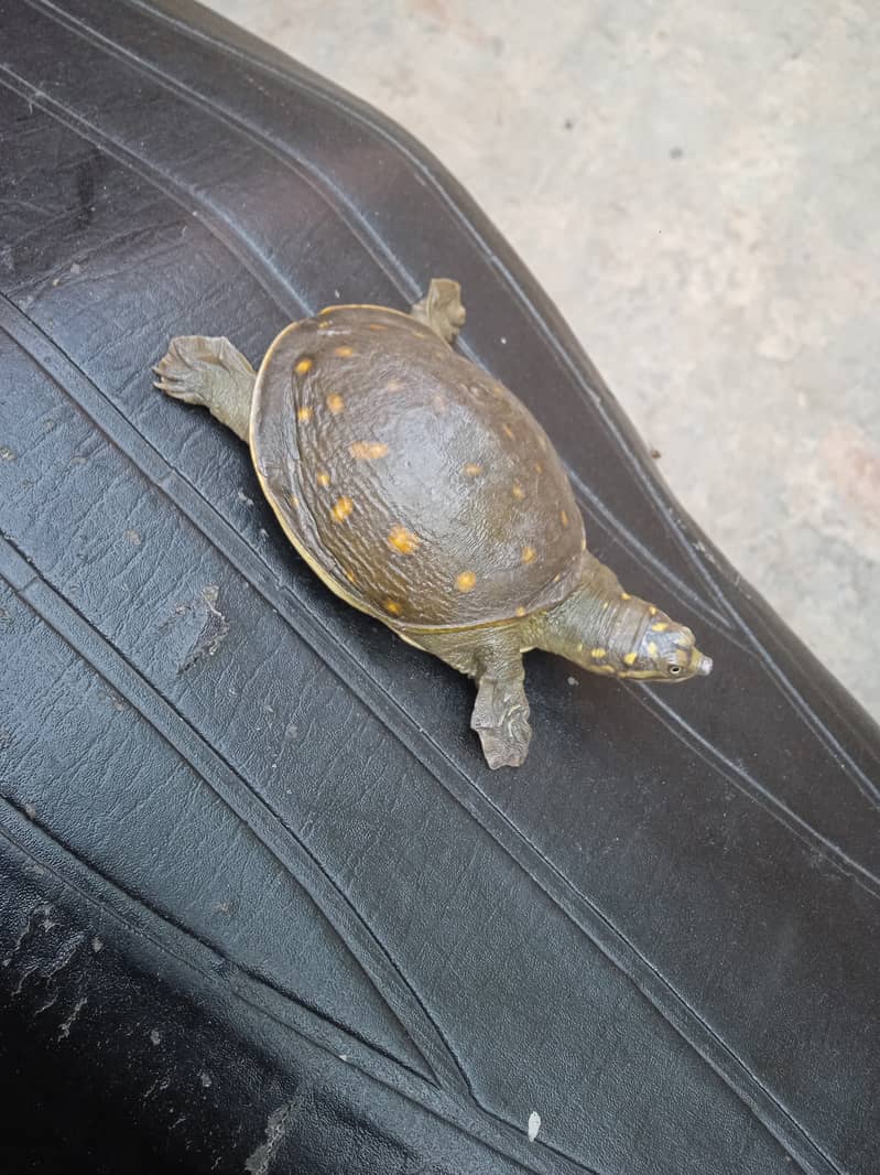 Green Turtle For Sale 0