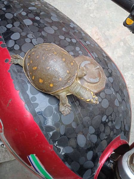 Green Turtle For Sale 2