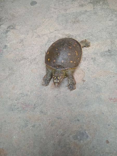 Green Turtle For Sale 4