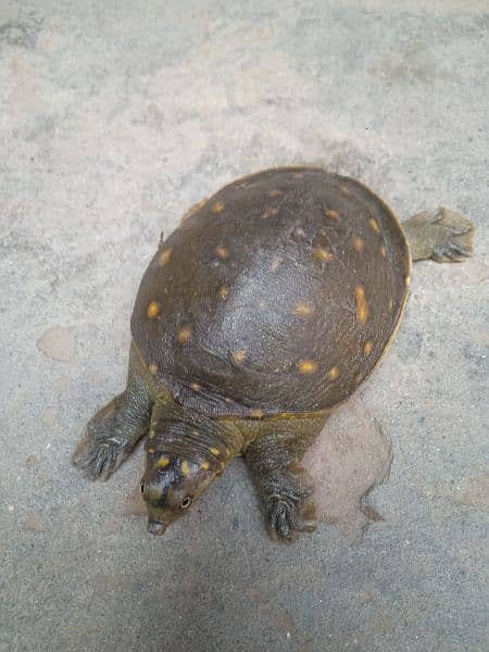 Green Turtle For Sale 5