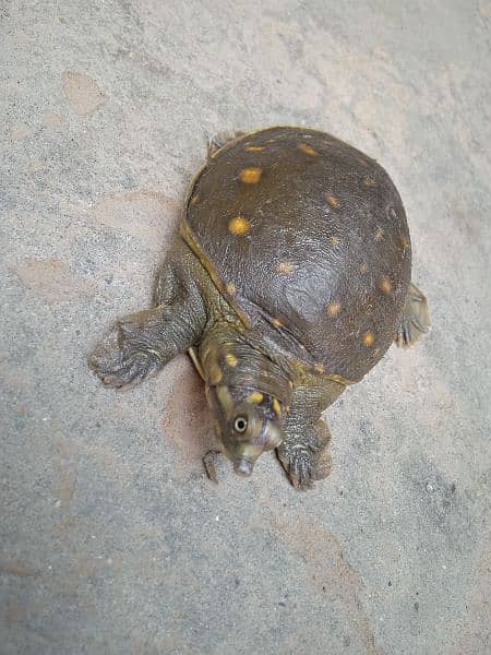 Green Turtle For Sale 6