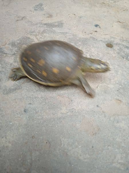 Green Turtle For Sale 7